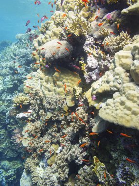Tropikal denizin dibindeki renkli mercan resifi, sualtı manzarası.