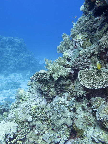 Tropikal denizin dibindeki renkli mercan resifi, sualtı manzarası. — Stok fotoğraf