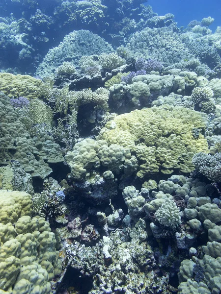 Barevný korálový útes na dně tropického moře, tvrdé korály, — Stock fotografie