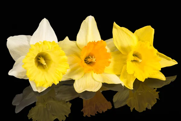 Trois fleurs de Narcisse jaune frais isolées sur fond noir — Photo