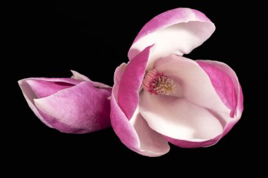 Siyah arkaplanda izole edilmiş pembe Magnolia çiçekleri, yakın plan
