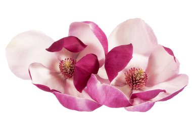 Beyaz arka planda izole pembe manolya iki çiçek, yakın