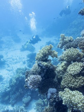 Tropikal denizin dibinde renkli mercan resifi, sualtı sualtı peyzaj