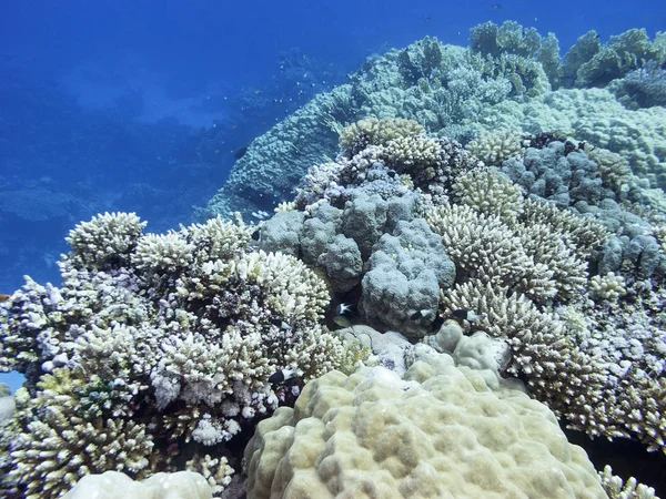 Colorido arrecife de coral en el fondo del mar tropical, paisaje submarino —  Fotos de Stock