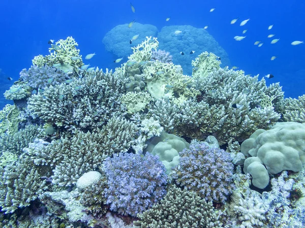 Bunte Korallenriffe am Grund des tropischen Meeres, Unterwasserlandschaft — Stockfoto