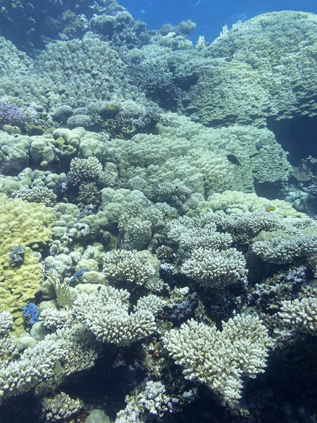 Tropikal denizin dibindeki renkli mercan resifi, sert mercanlar, sualtı manzarası. — Stok fotoğraf