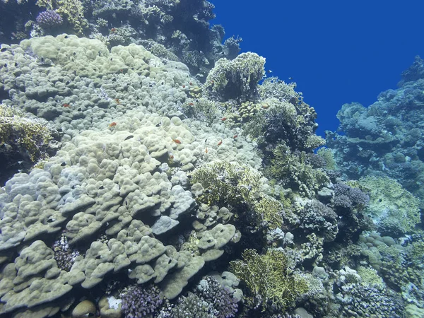 Färgglada korall rev på botten av tropiska havet, undervattens landskap under vattnet — Stockfoto