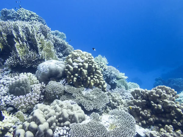 Colorido arrecife de coral en el fondo del mar tropical, paisaje submarino — Foto de Stock