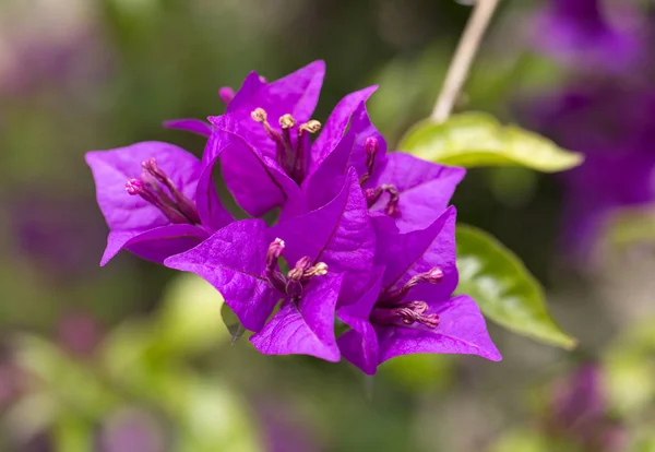 Delicate pink flowers of Bougainvillea glabra, close up — Stock Photo, Image