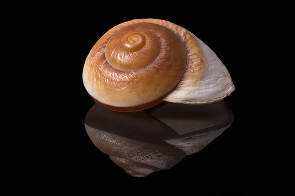 Sea shell of marine snail  isolated on black background, mirror reflection — Stock Photo, Image