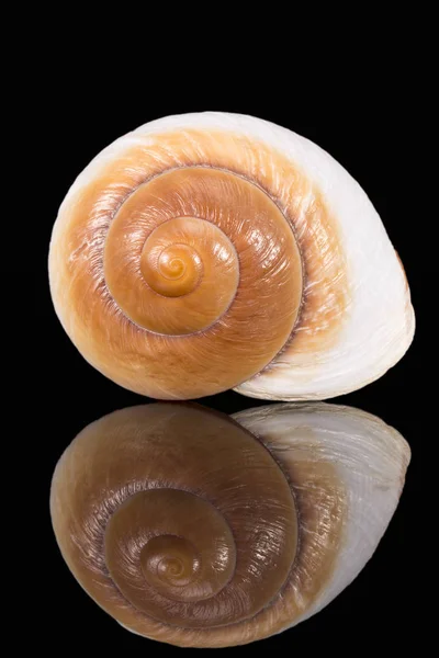 Singola conchiglia di lumaca marina isolata su fondo nero, riflesso a specchio — Foto Stock