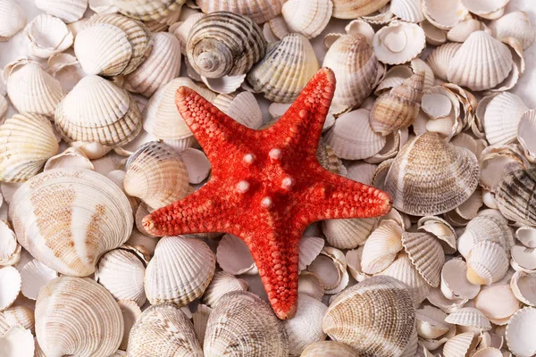 Fondo de recogida de varias conchas marinas, primer plano — Foto de Stock