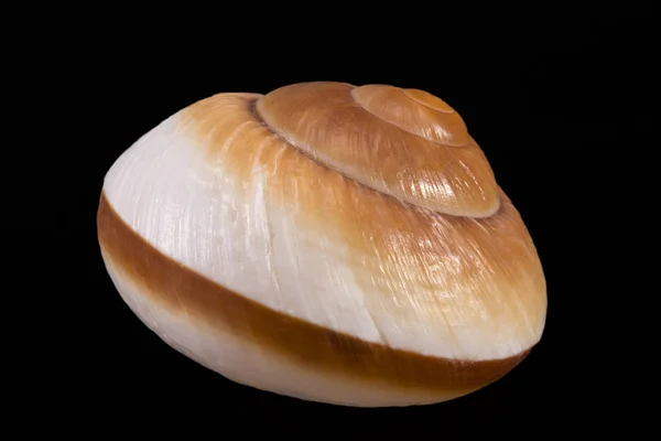 单海的海洋蜗牛的壳分离在黑色背景上，关闭了 — 图库照片
