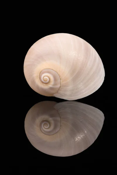 Singola conchiglia di lumaca marina isolata su fondo nero, riflesso a specchio — Foto Stock