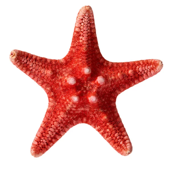 Dried red sea star isolated on white background, close up — Stock Photo, Image