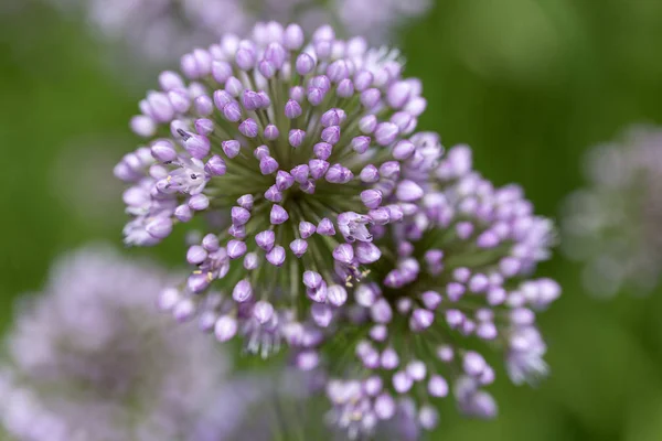 Lilac flowers of blooming  allium in garden on green background — Stock Photo, Image