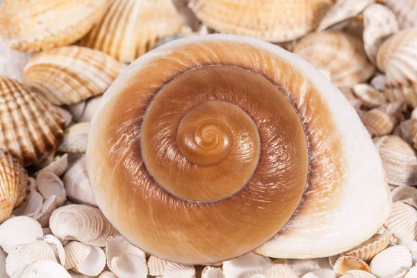 Background of collection of various sea shells , close up — Stock Photo, Image