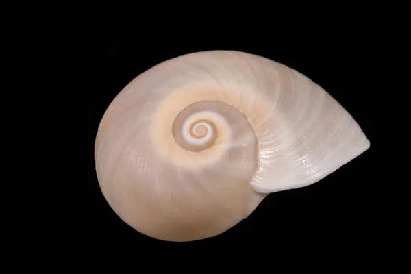 Single sea shell of marine snail isolated on black background, close up — Stock Photo, Image