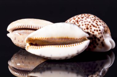 Sea shells of tiger cowry isolated on black  background clipart