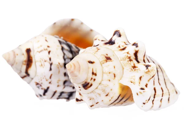在白色背景上分离的两个海洋蜗牛的贝壳 — 图库照片