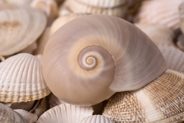 Pozadí z kolekce různých mořské mušle, zblizka — Stock fotografie