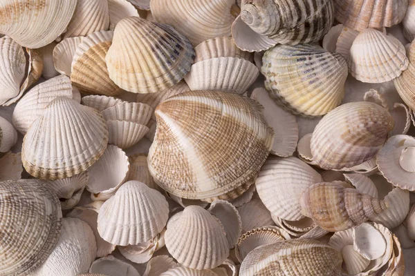 Background of collection of various sea shells , close up — Stock Photo, Image