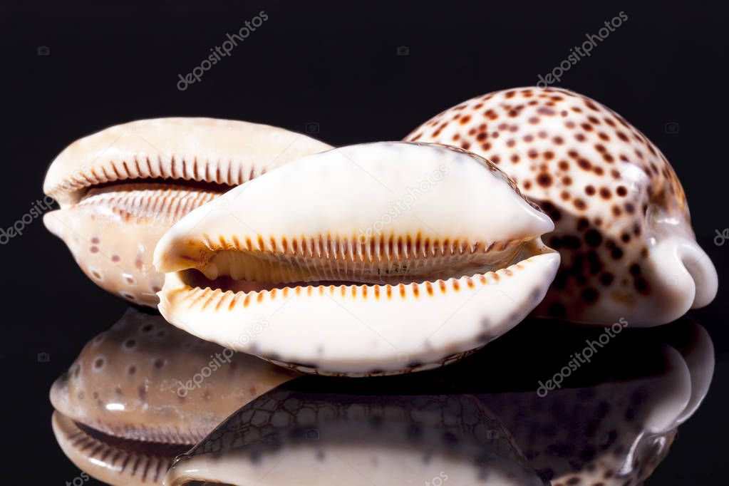 Sea shells of tiger cowry isolated on black  background