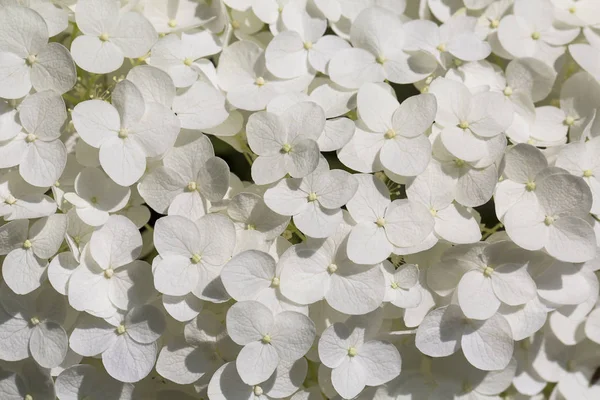 Background of white delicate flowers of hydrangea blooming in the garden — Stock Photo, Image