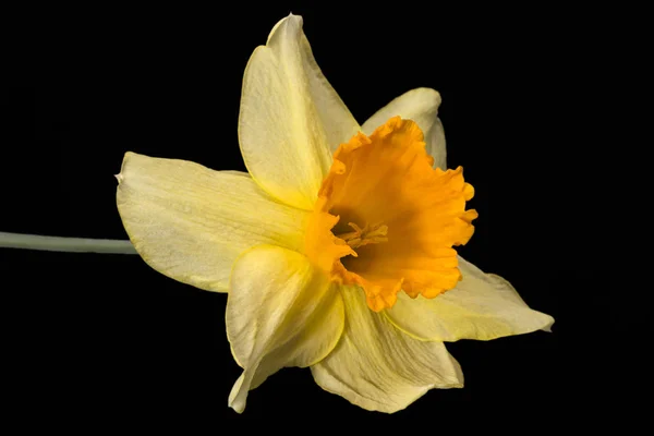 Single flower of daffodil (Narcissus) on black background, close up — Stock Photo, Image