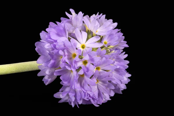 Single lilac spring flower of primula isolated on black background — Stock Photo, Image
