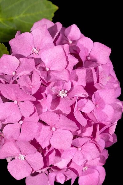 Single flower of pink hortensia on black background, close up — Stock Photo, Image