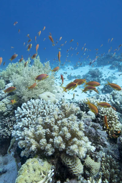 Красочный Коралловый Риф Дне Тропического Моря Твердые Мягкие Кораллы Косяк — стоковое фото