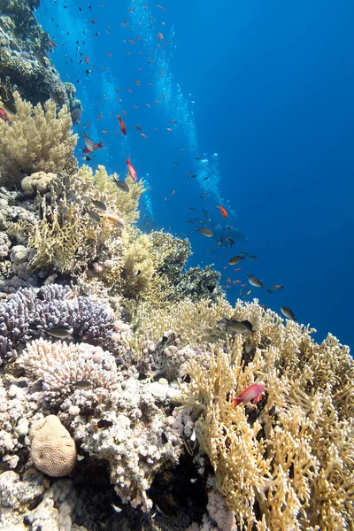 Colorful Coral Reef Bottom Tropical Sea Hard Corals Divers Underwater — Stock Photo, Image