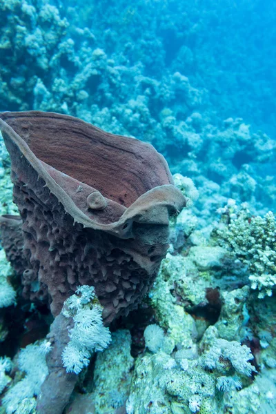 Korallenriff Grund Des Tropischen Meeres Großer Tiefe Röhrenschwamm Unterwasserlandschaft — Stockfoto