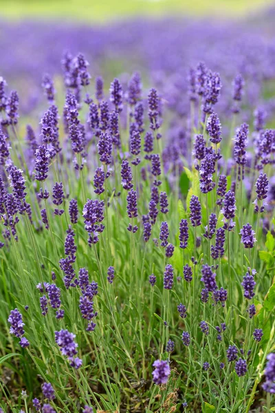 Lavanda Flores Violetas Que Florecen Jardín Hermoso Prado Lavanda —  Fotos de Stock