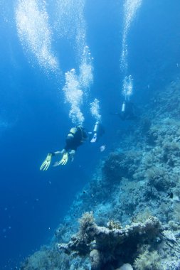 Mercan resifinin üzerinde bir grup dalgıç, hava kabarcıkları, sualtı pelerini.