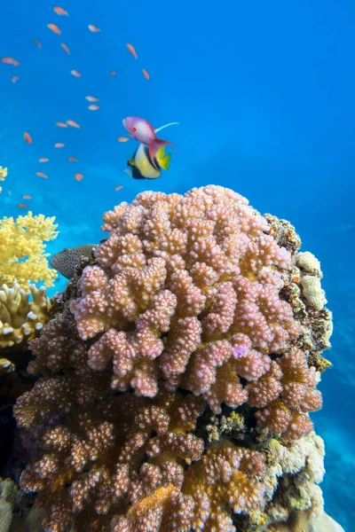 Bunte Korallenriffe Grund Des Tropischen Meeres Violette Blumenkohl Korallen Unterwasserlandschaft — Stockfoto