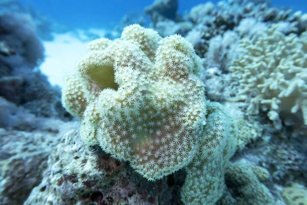 Farbenfrohes Korallenriff Grund Des Tropischen Meeres Sarkophytonkoralle Bekannt Als Lederkoralle — Stockfoto