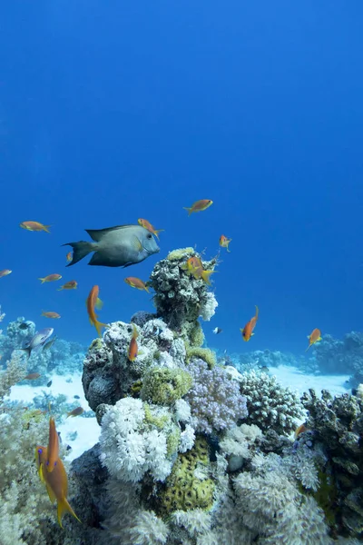 Barevný Korálový Útes Dně Tropického Moře Tvrdý Měkký Korál Hejno — Stock fotografie
