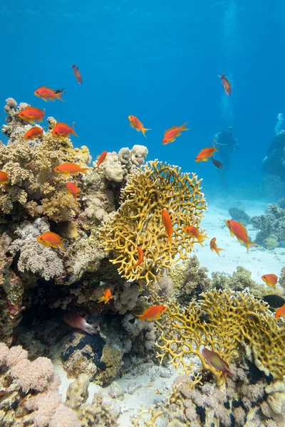 Kolorowa Rafa Koralowa Dnie Tropikalnego Morza Żółty Koralowiec Ławica Ryb — Zdjęcie stockowe