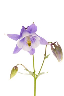 Aquilegia 'nın çiçekleri beyaz arka planda izole edilmiş, yakın plan