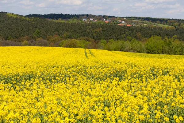 Åker Med Blomstrende Kola Rapsgule Blomster Landskap – stockfoto