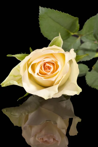 Einzelne Gelbe Rose Isoliert Auf Schwarzem Hintergrund Spiegelreflexion — Stockfoto
