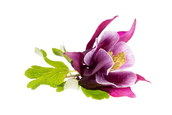 Bloem Van Aquilegia Vulgaris Geïsoleerd Witte Achtergrond Close — Stockfoto