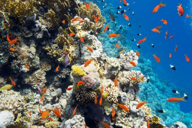 Tropikal denizin dibindeki renkli mercan kayalıkları, sert ve yumuşak mercanlar, antika balığı sürüsü, sualtı manzarası.