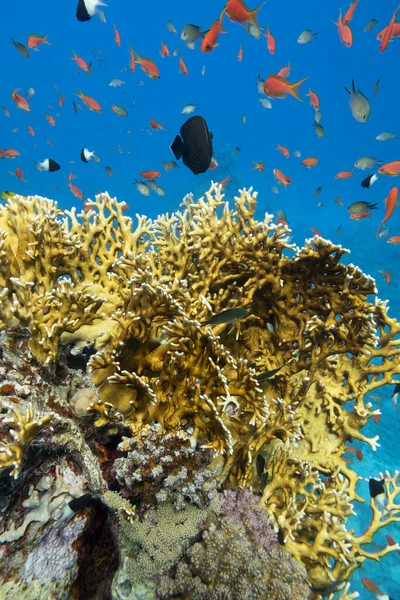 Bunte Korallenriffe Grund Des Tropischen Meeres Gelbe Feuerkorallen Und Schwärme — Stockfoto
