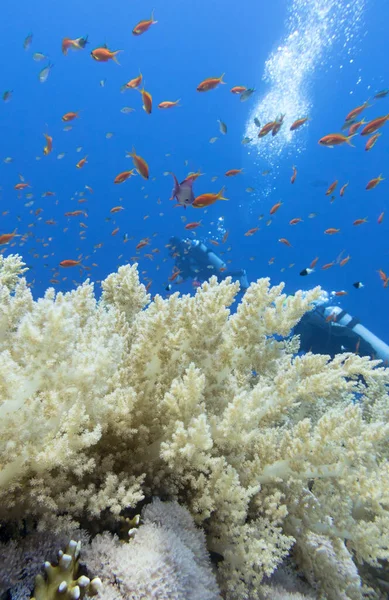 Podvodní Krajina Barevný Korálový Útes Dně Tropického Moře Žlutý Brokolicový — Stock fotografie