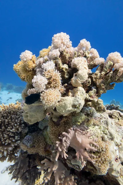 Πολύχρωμος Κοραλλιογενής Ύφαλος Στον Πυθμένα Της Τροπικής Θάλασσας Σκληρά Κοράλλια — Φωτογραφία Αρχείου