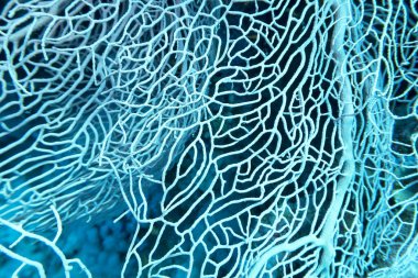 Tropikal denizin dibindeki renkli mercan resifi, büyük gorgonian, sualtı manzarası.