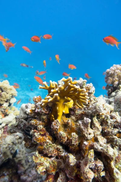 Colorful Coral Reef Bottom Tropical Sea Yellow Fire Coral Shoal — Stock Photo, Image